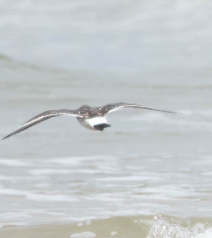 Surfbird - ML634428239