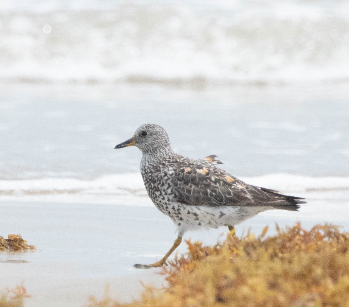 Surfbird - ML634428240