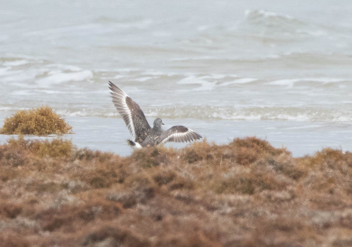Surfbird - ML634428241