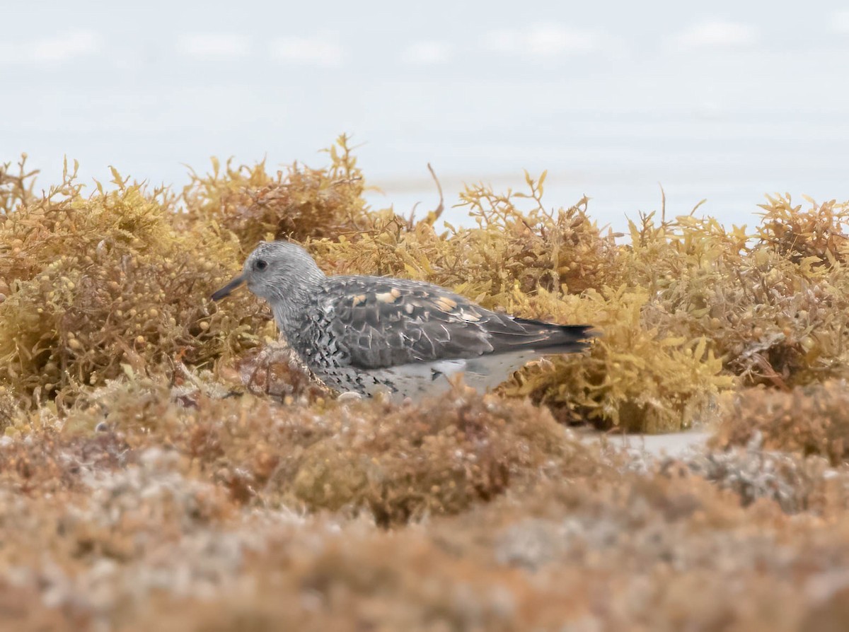 Surfbird - ML634428242