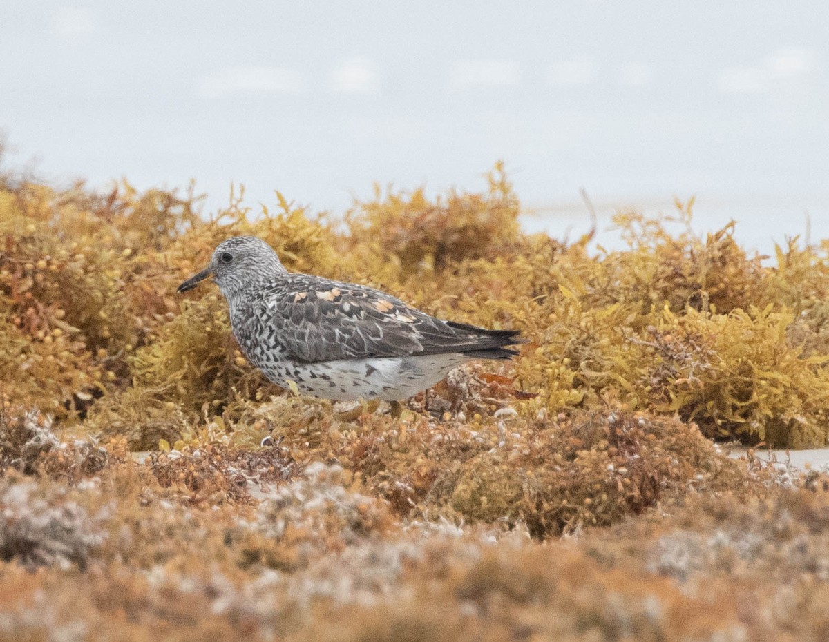 Surfbird - ML634428243