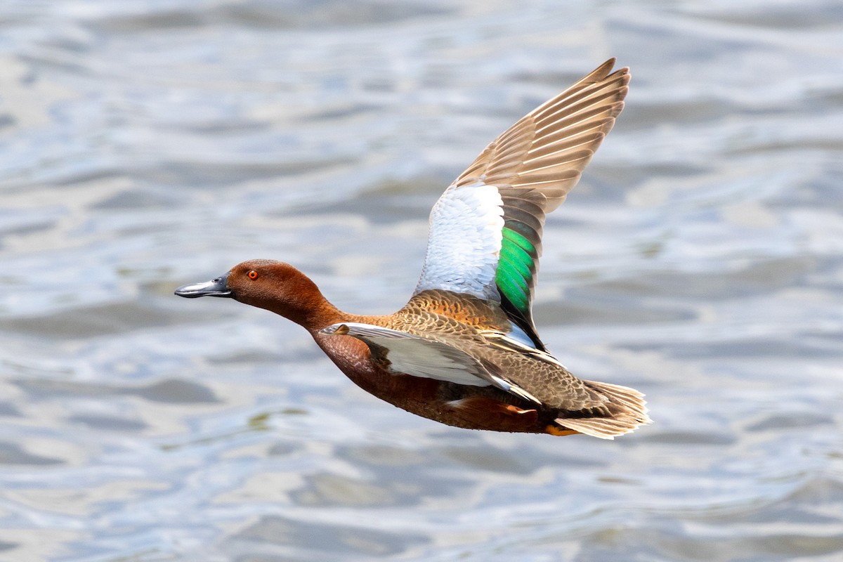 Cinnamon Teal - ML634428373