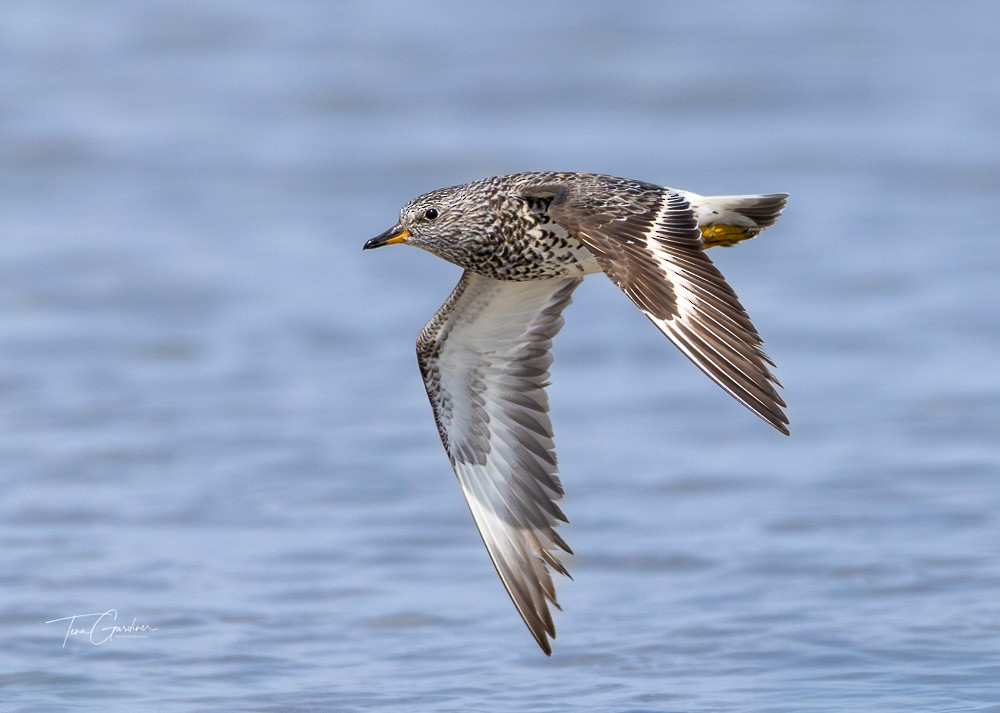 Surfbird - ML634428415