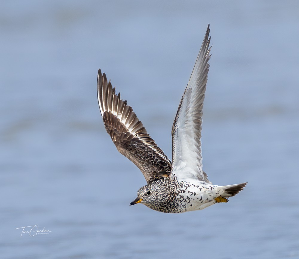 Surfbird - ML634428416