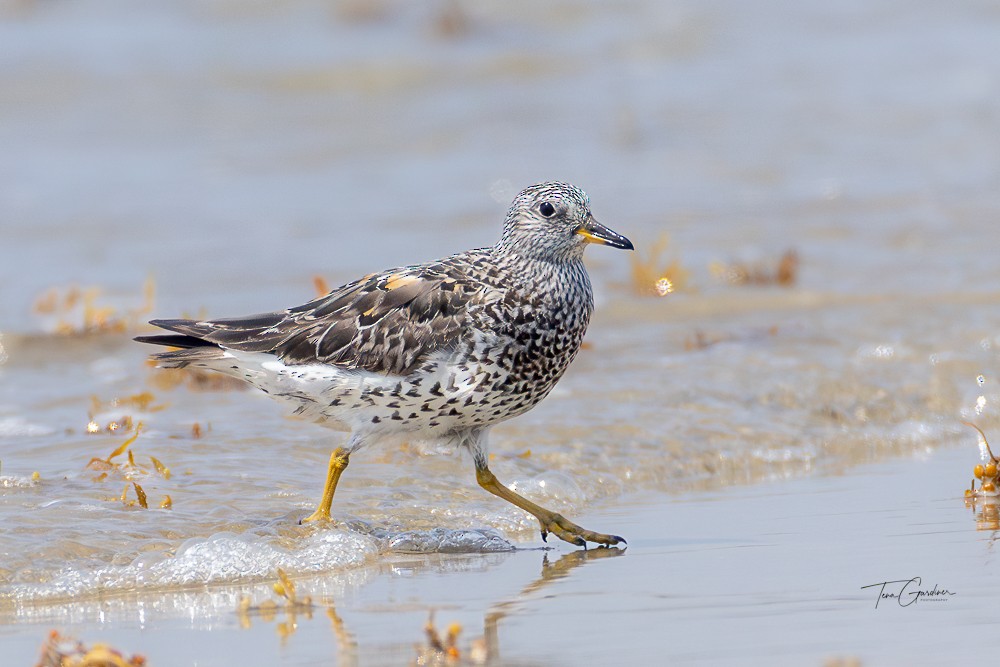 Surfbird - ML634428417