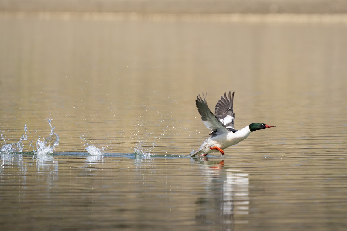 Smergo maggiore - ML634428493