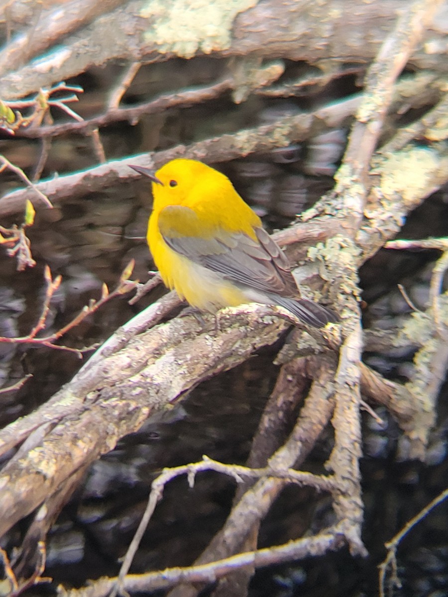 Prothonotary Warbler - ML634428677