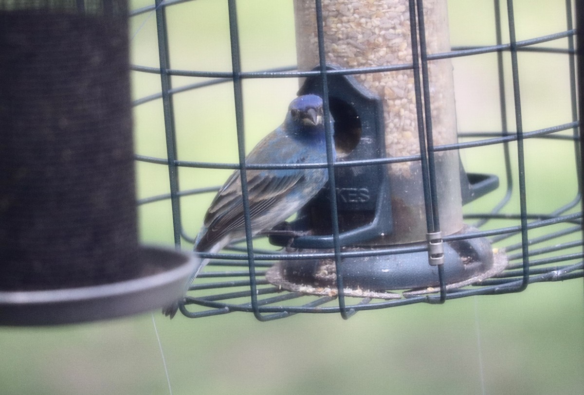 papežík indigový - ML634428767