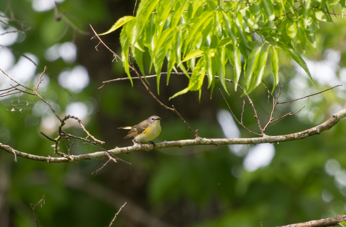 American Redstart - ML634428817