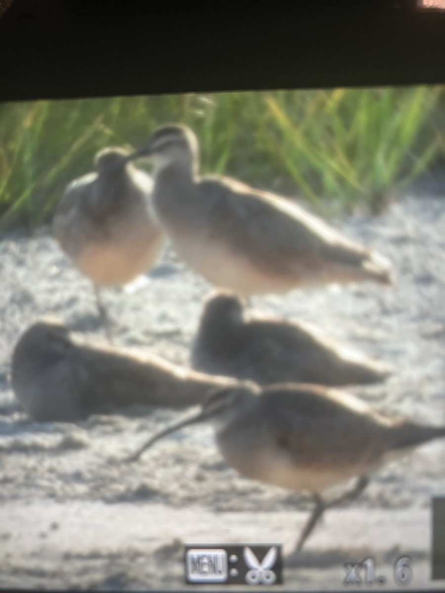 Hudsonian Whimbrel - ML634428819