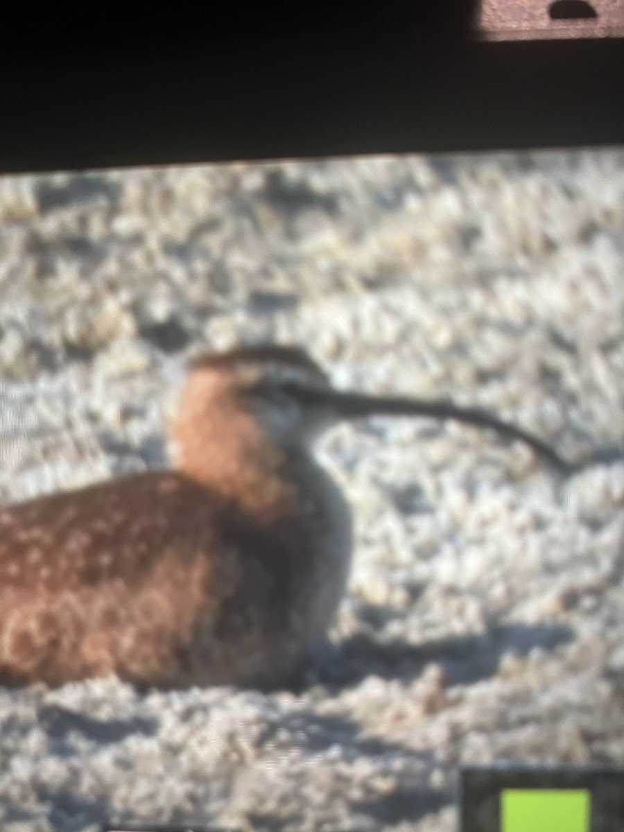Hudsonian Whimbrel - ML634428820