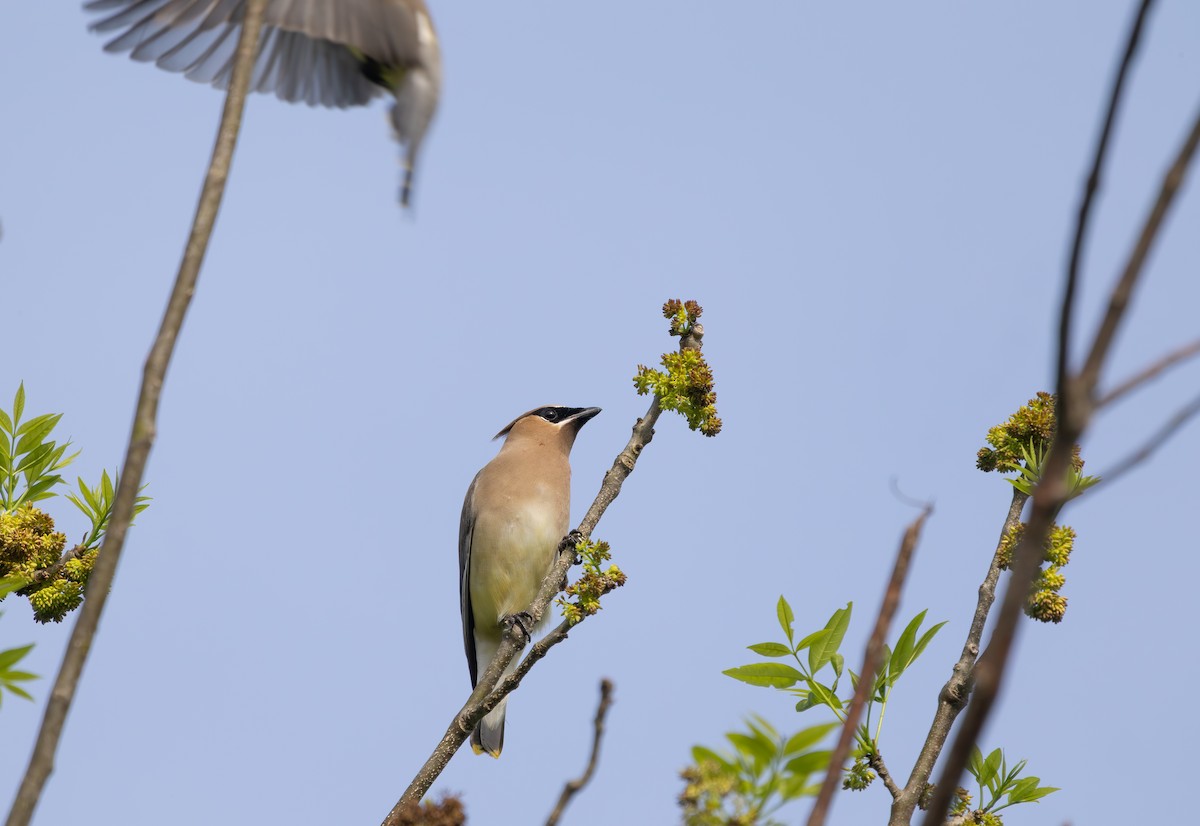 Cedar Waxwing - ML634428827