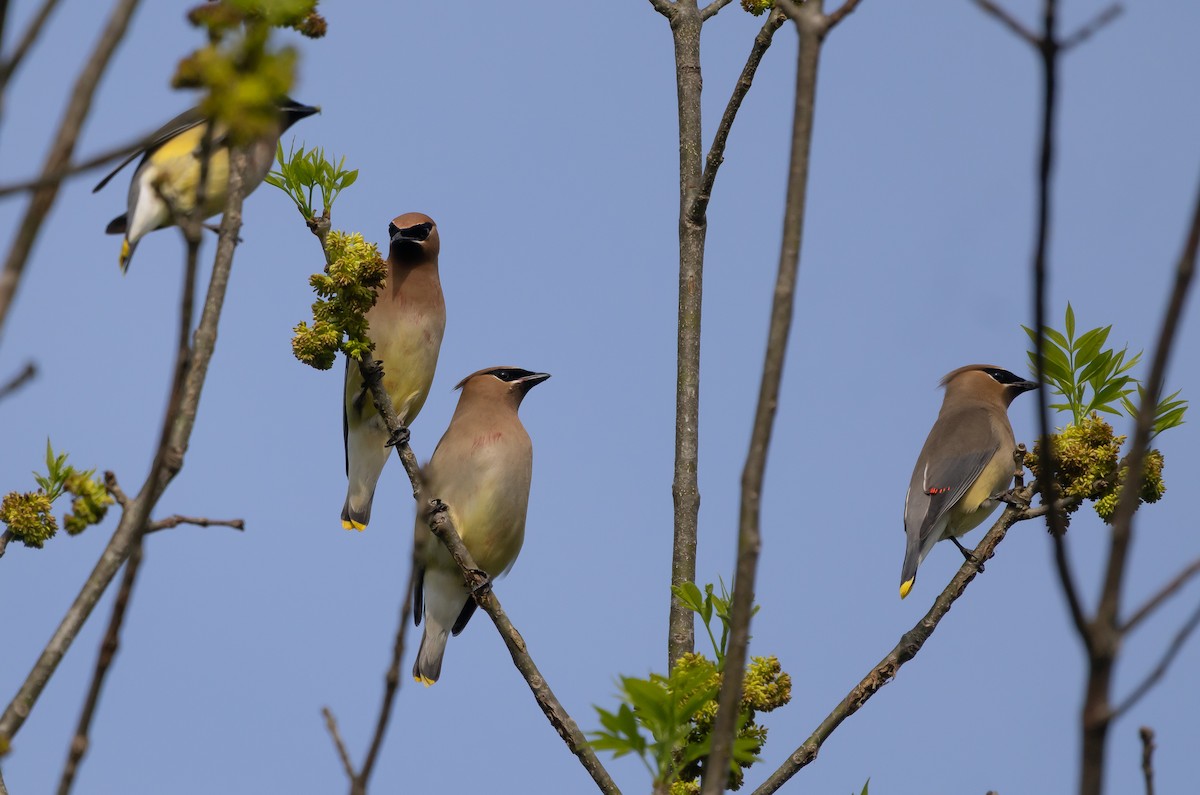 Cedar Waxwing - ML634428829