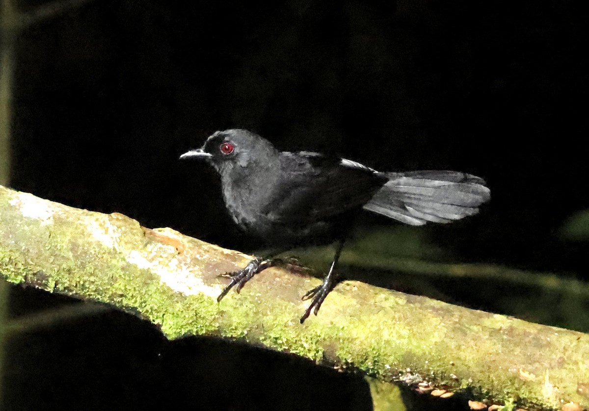 Western Fire-eye (Black-bellied) - ML634428833