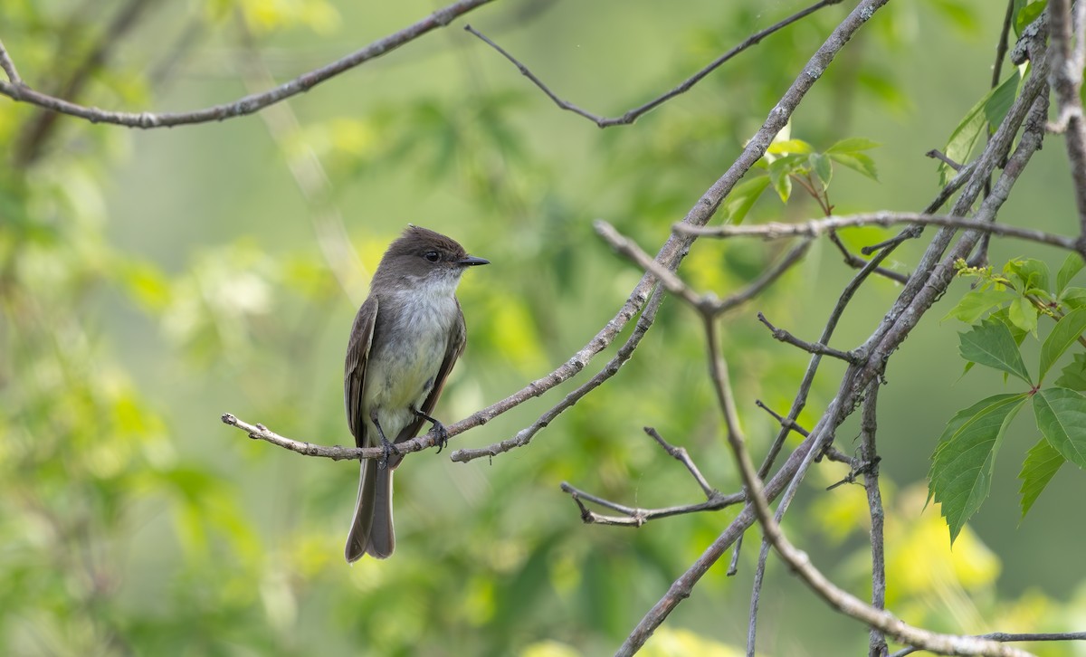 Eastern Phoebe - ML634428839