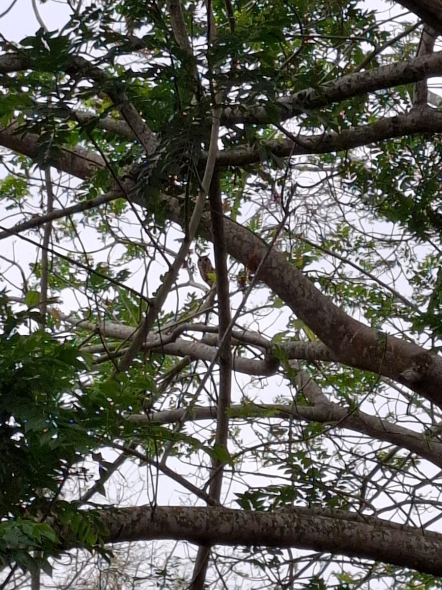 Striped Owl - ML634428855