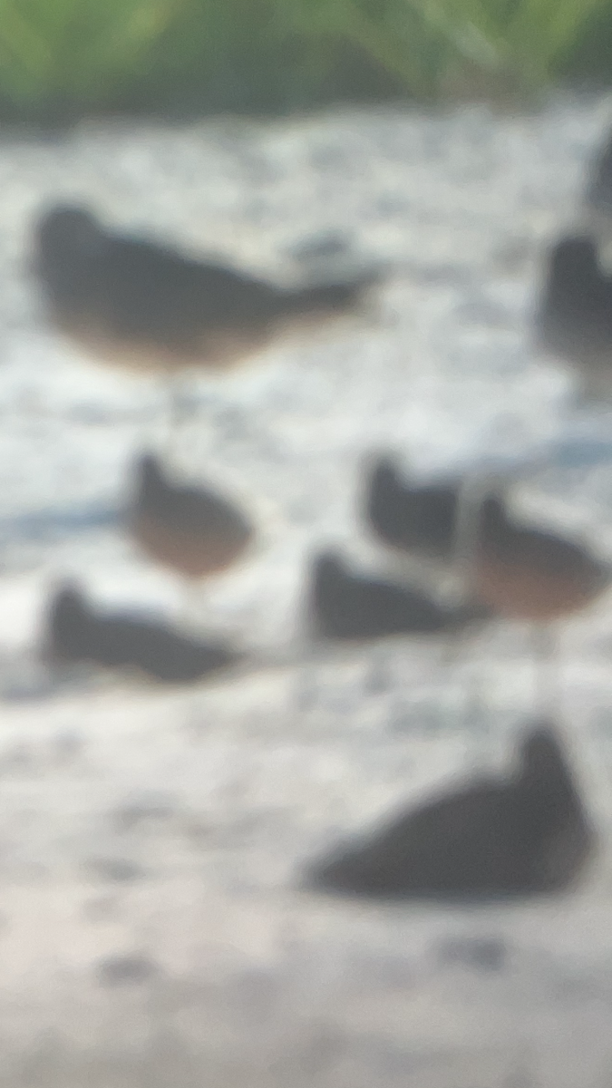 Short-billed Dowitcher - ML634428874