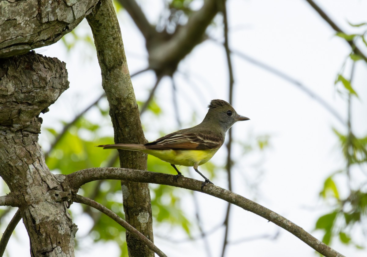 Great Crested Flycatcher - ML634428923