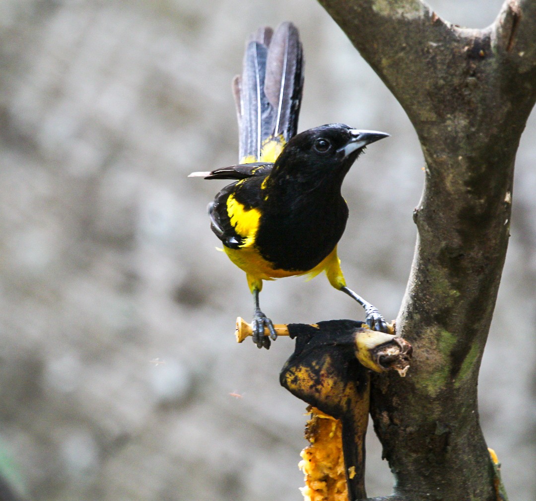 Black-cowled Oriole - ML634428939