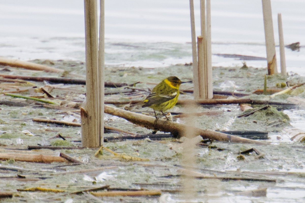 Cape May Warbler - ML634428944