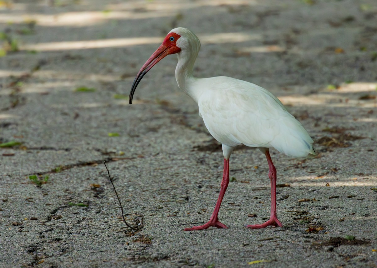 White Ibis - ML634428949