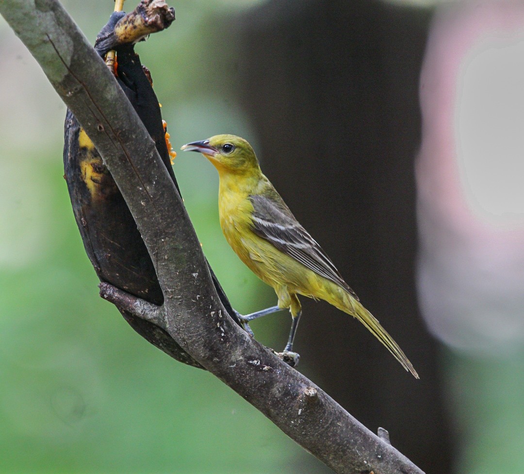 Orchard Oriole - ML634428956