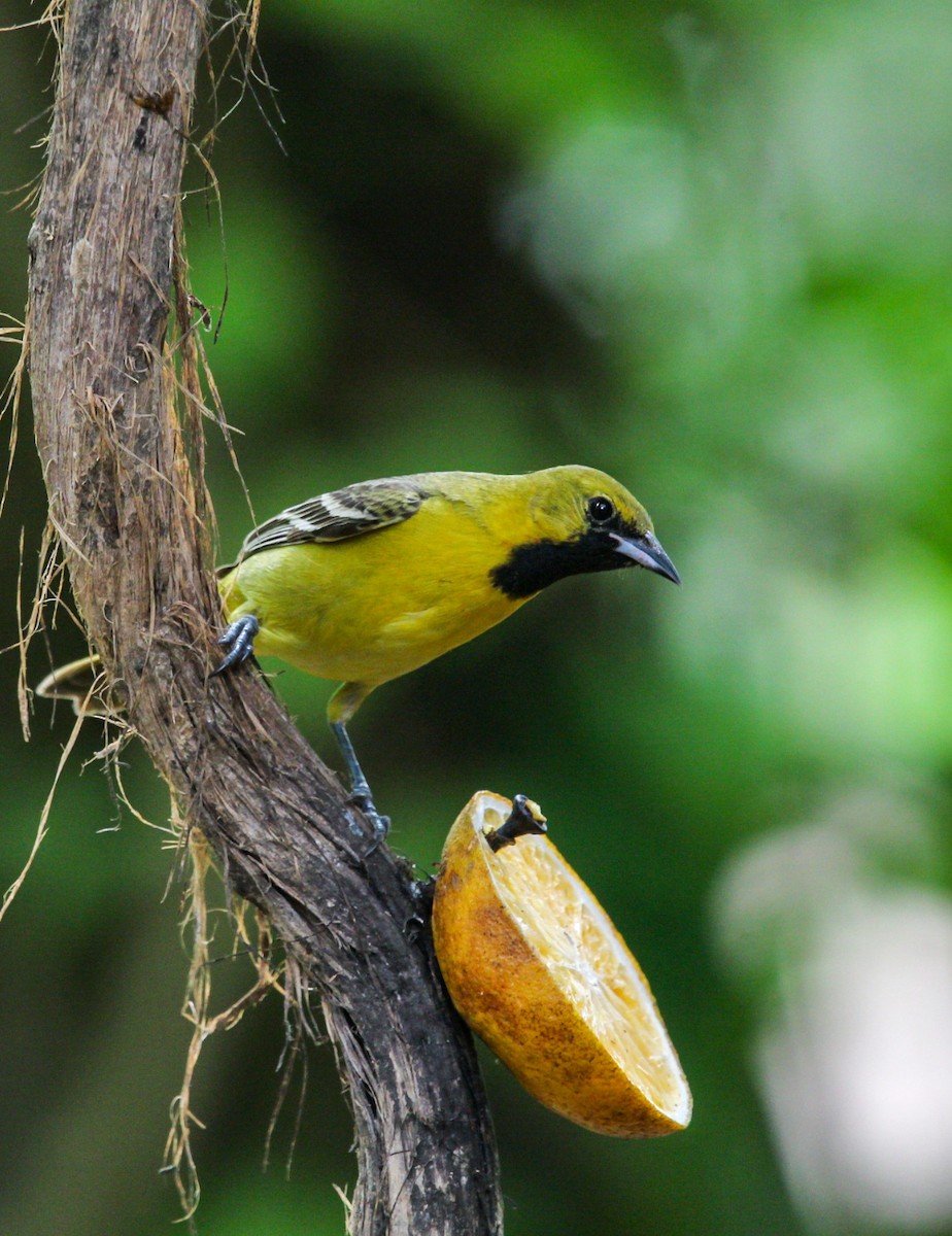 Orchard Oriole - ML634428964
