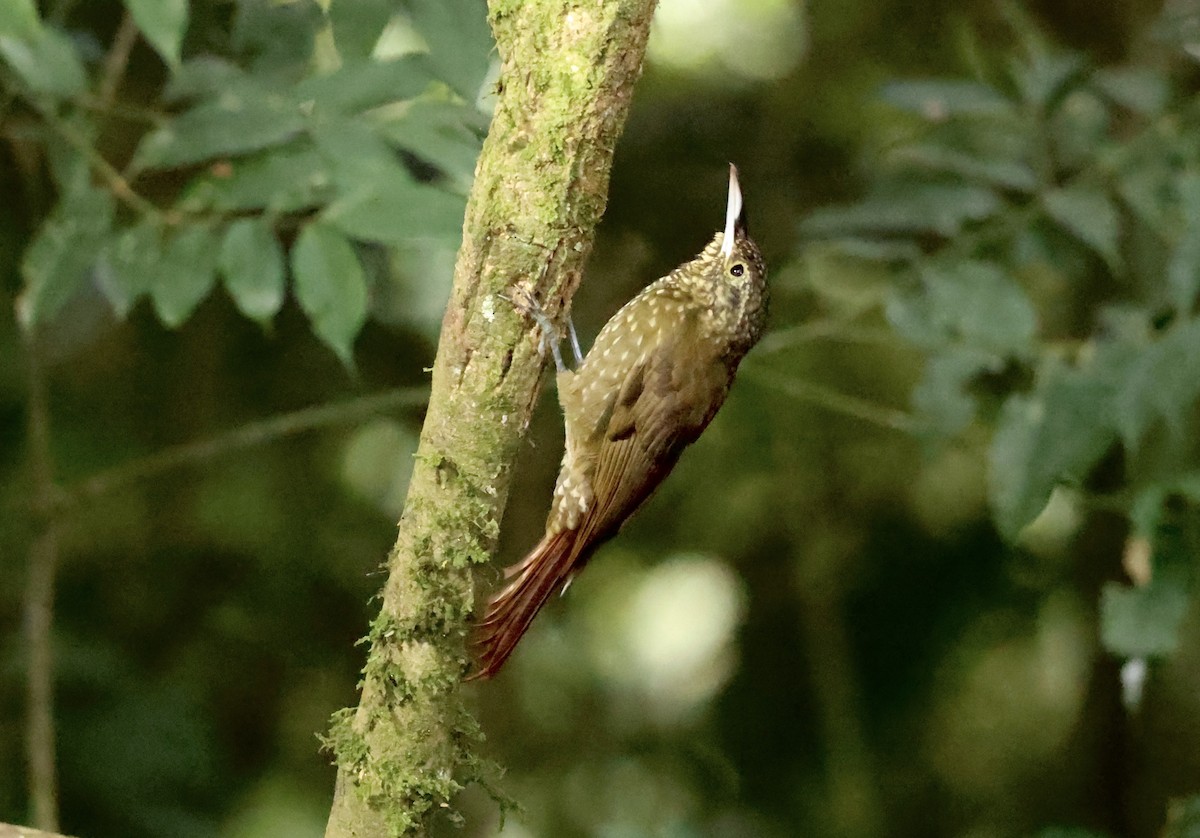 Olive-backed Woodcreeper - ML634429039