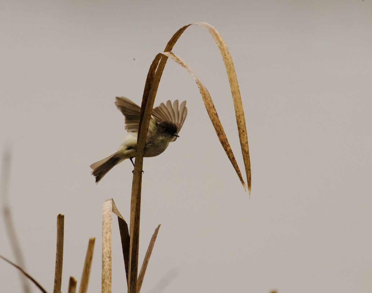 Eastern Phoebe - ML634429055