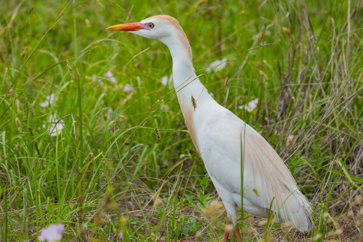 Western Cattle-Egret - ML634429086