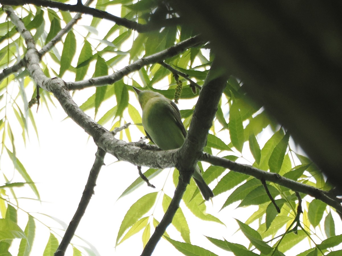 Philadelphia/Eastern Warbling Vireo - ML634429173
