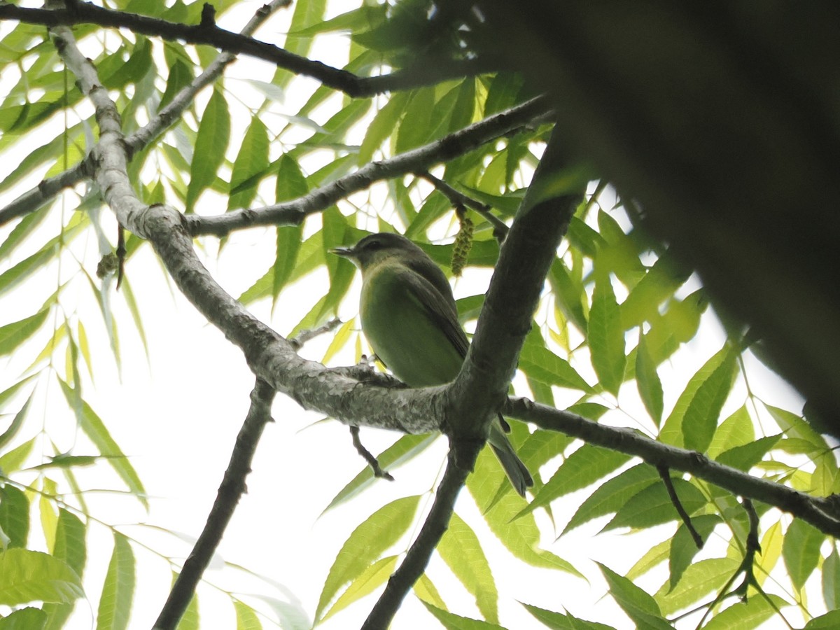Philadelphia/Eastern Warbling Vireo - ML634429175