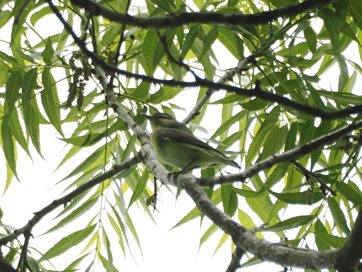 Philadelphia/Eastern Warbling Vireo - ML634429188
