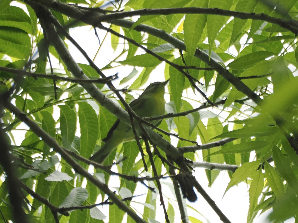 Philadelphia/Eastern Warbling Vireo - ML634429192