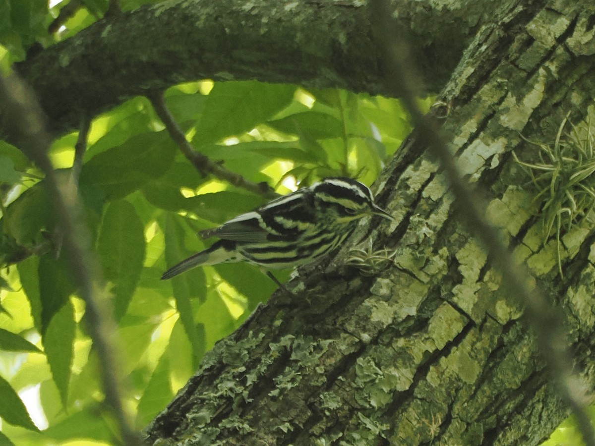 シロクロアメリカムシクイ - ML634429198