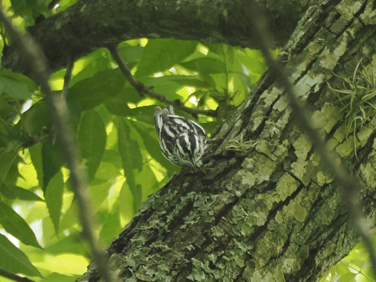 シロクロアメリカムシクイ - ML634429201