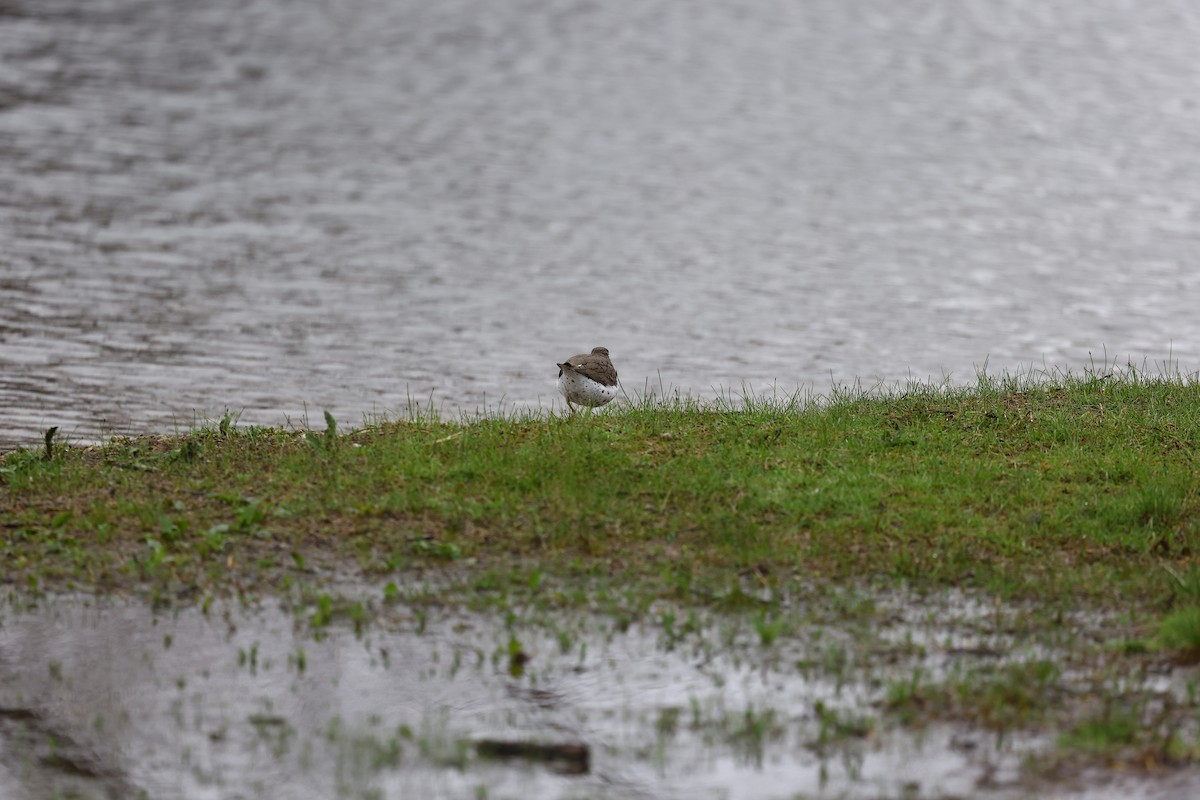 Spotted Sandpiper - ML634429214