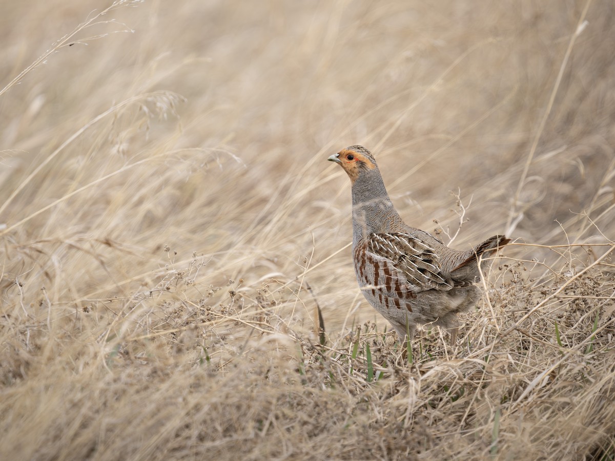 Starna - ML634429322