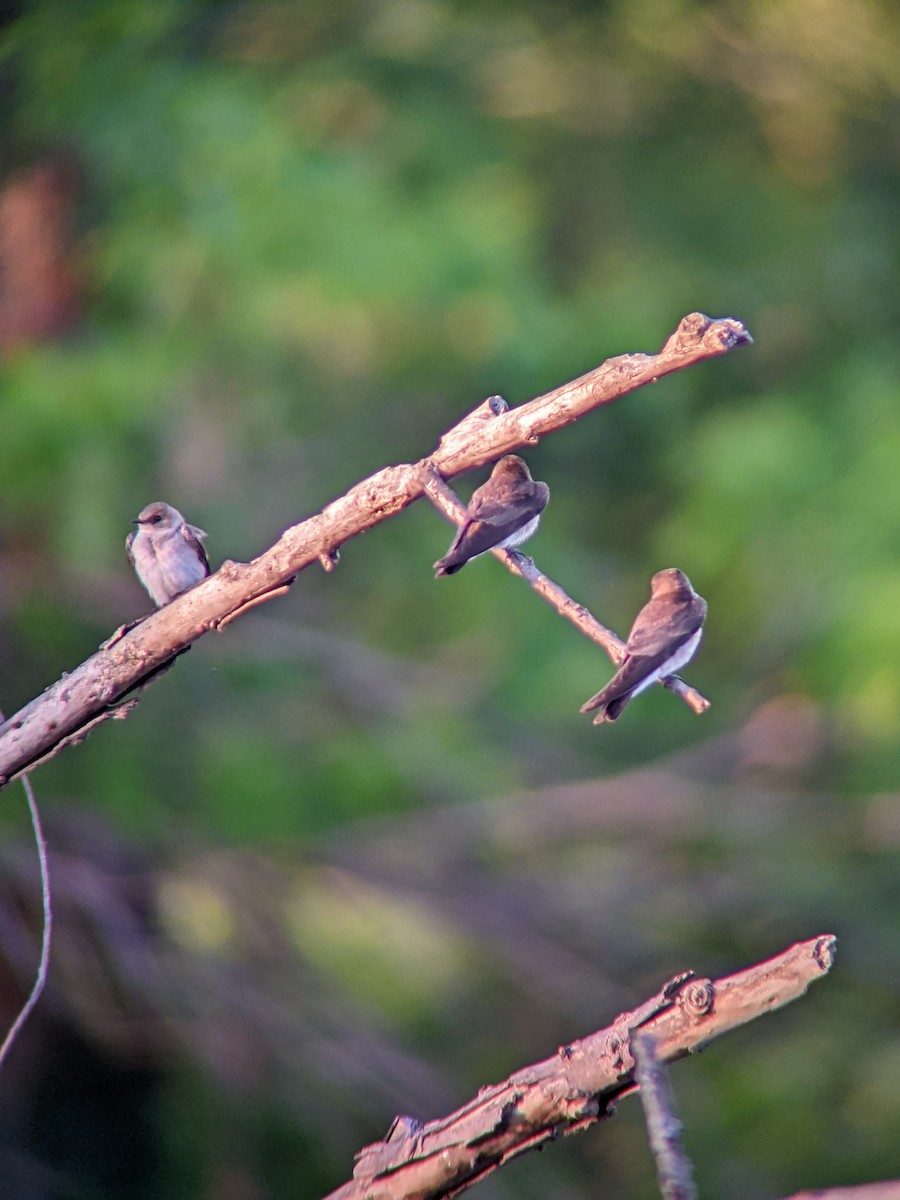 Northern Rough-winged Swallow - ML634429396