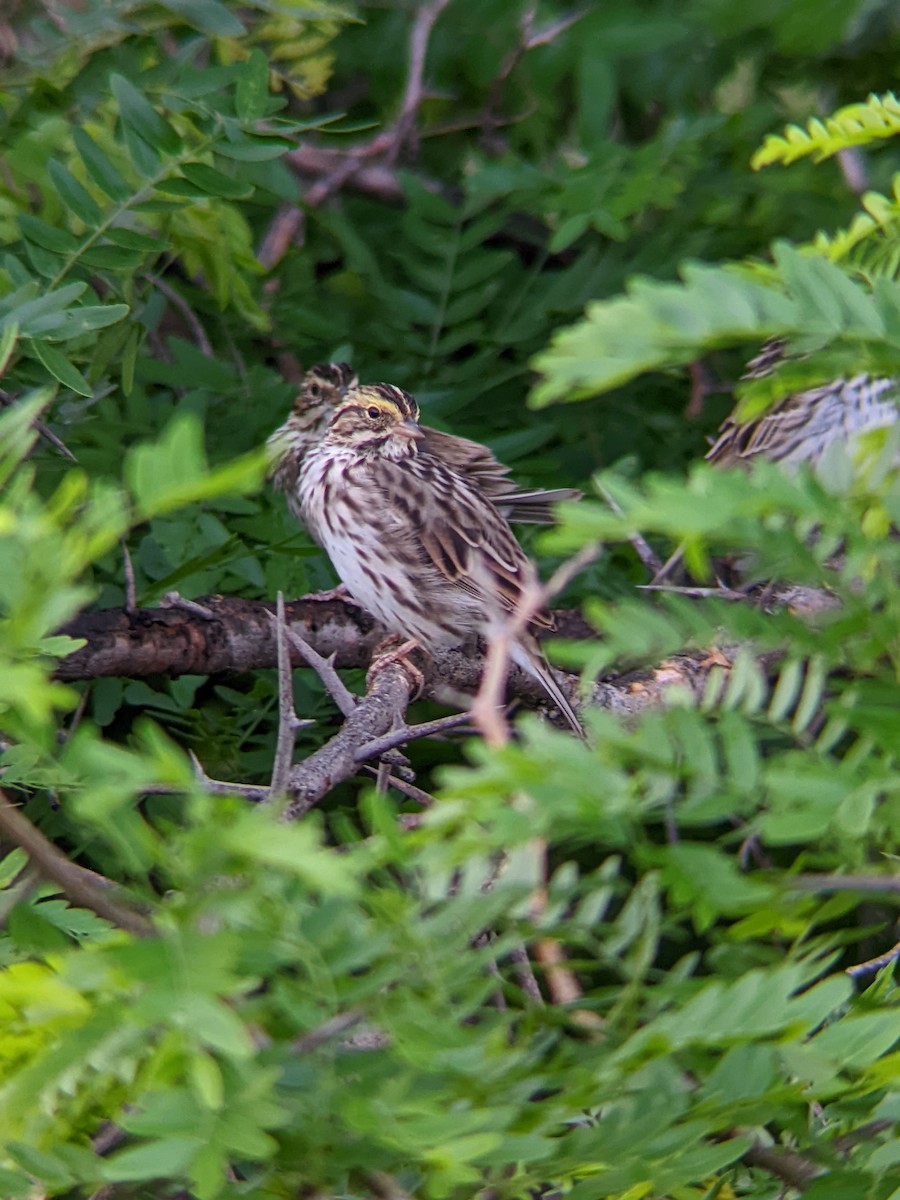 Savannah Sparrow - ML634429439