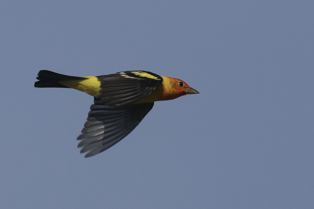 Western Tanager - ML634429597