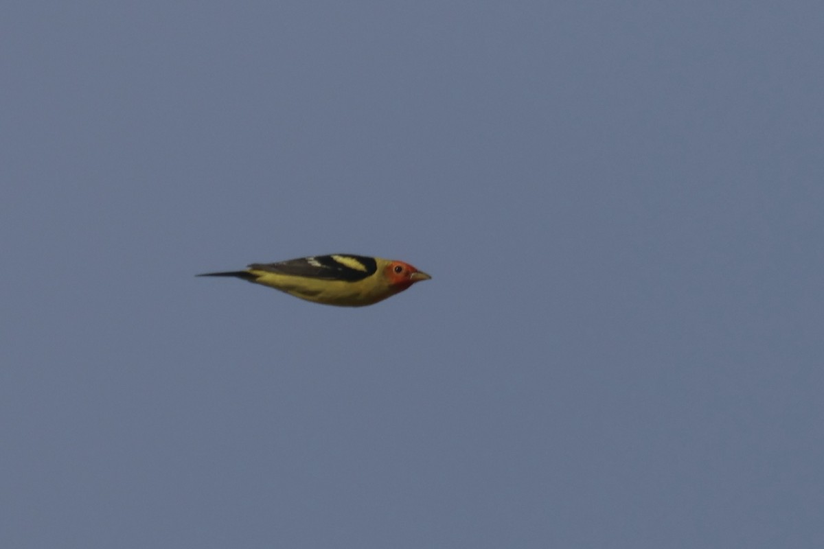 Western Tanager - ML634429600