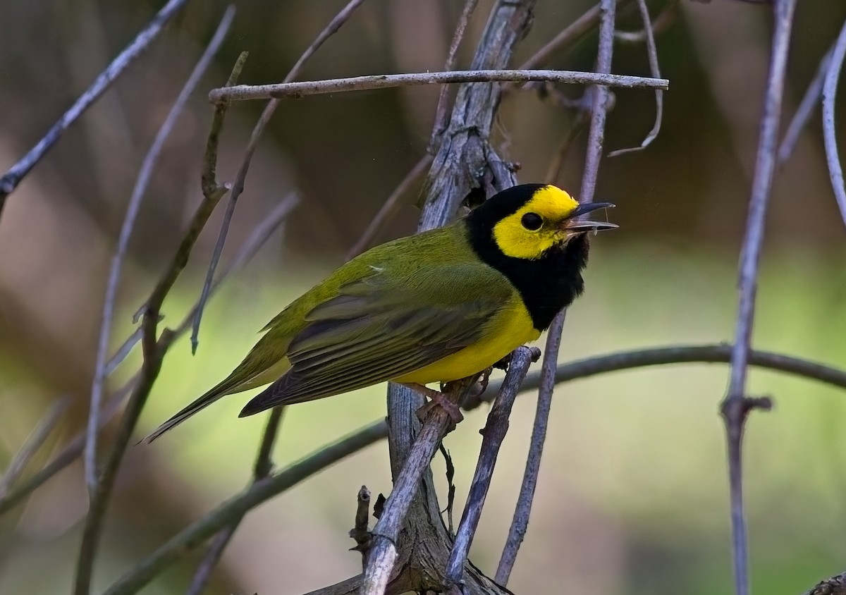 Hooded Warbler - ML634429672