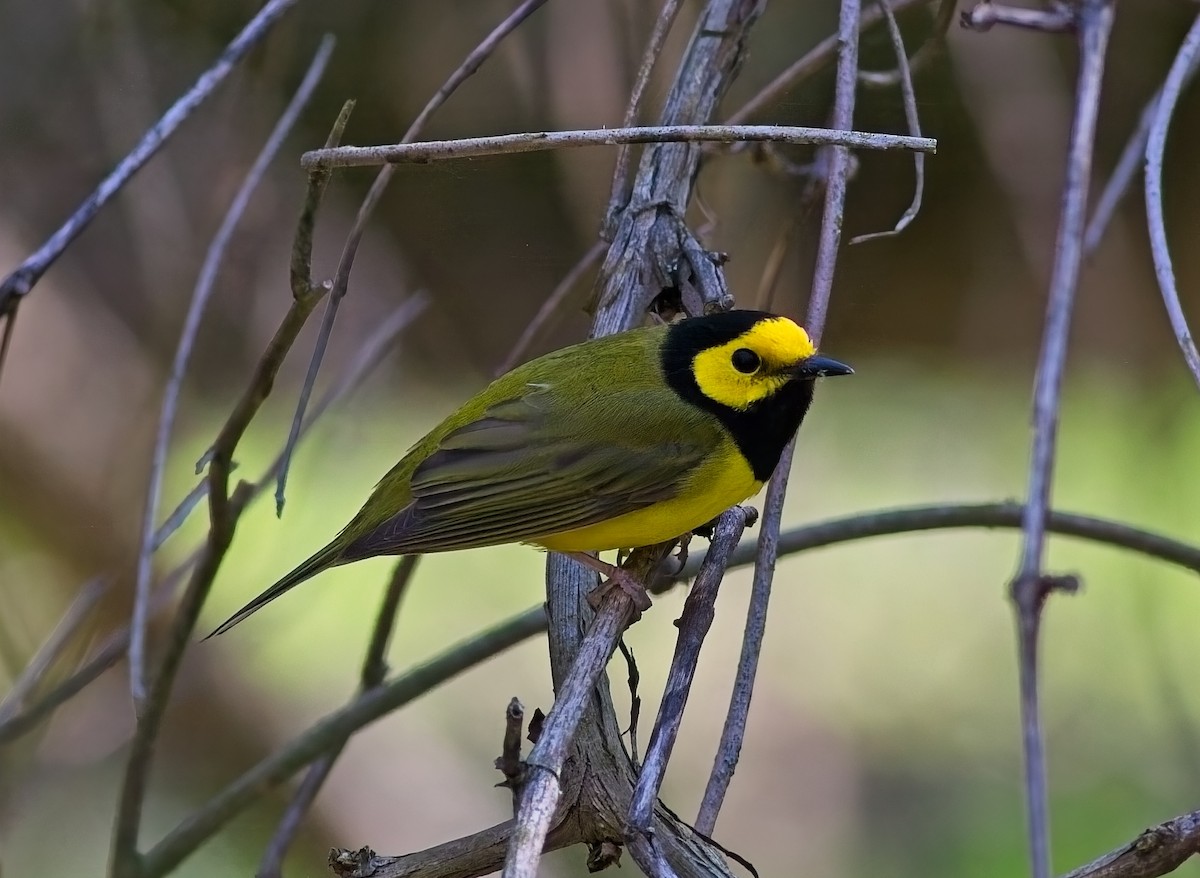Hooded Warbler - ML634429673