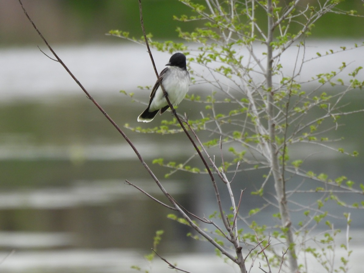 Eastern Kingbird - ML634429689