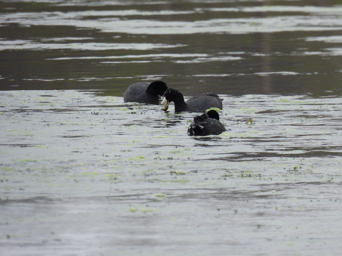 American Coot - ML634429701