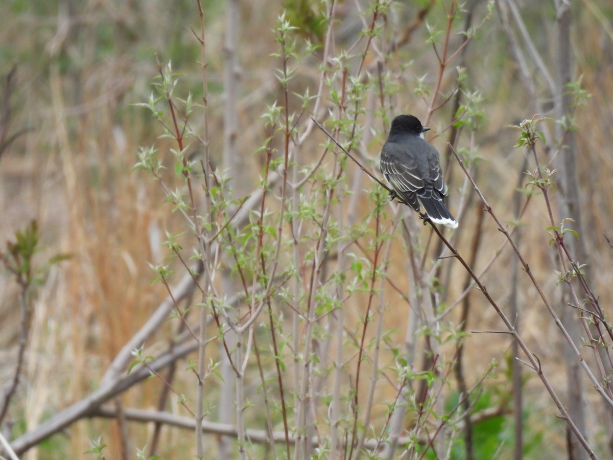Eastern Kingbird - ML634429709