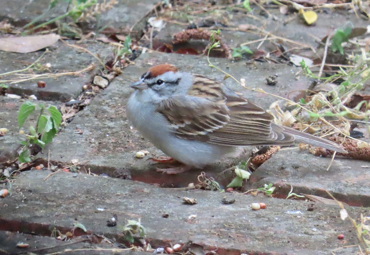 Chipping Sparrow - ML634429713