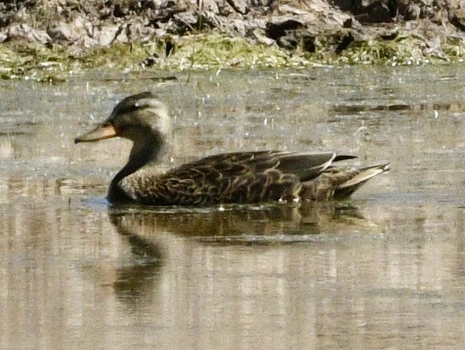 Mexican Duck - ML634429714