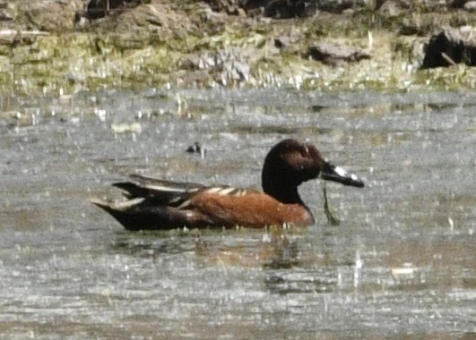 Cinnamon Teal - ML634429717